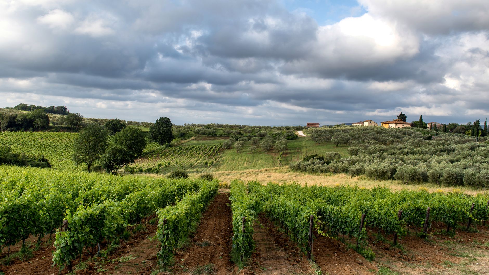 Lush green vineyard and historic estate